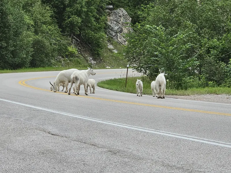 Bighorn sheep in the Spearfish Canyon