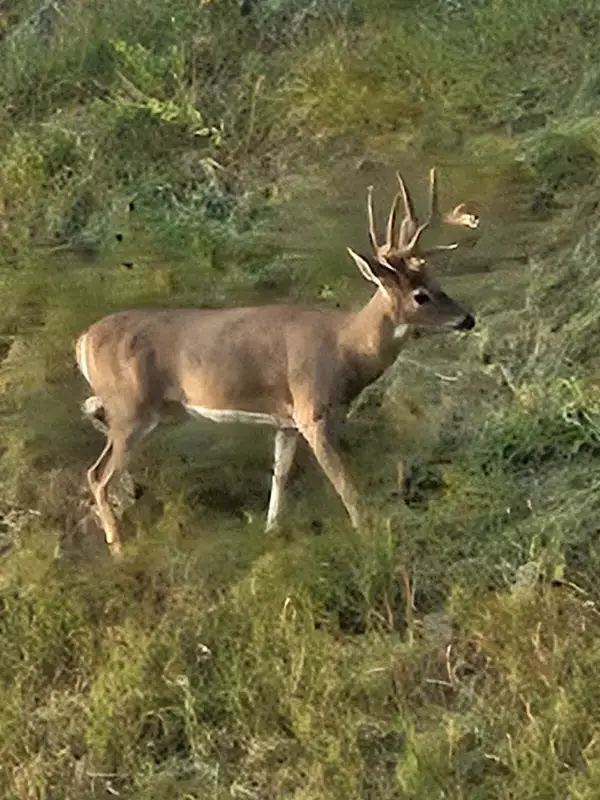 A large buck walking through the middle of Spearfish, SD