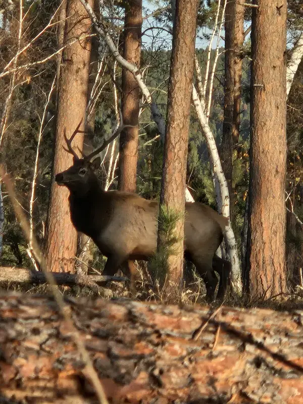 A small bull elk after fighting another bull