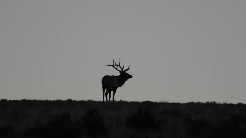 The Coolest Creatures of the Black Hills