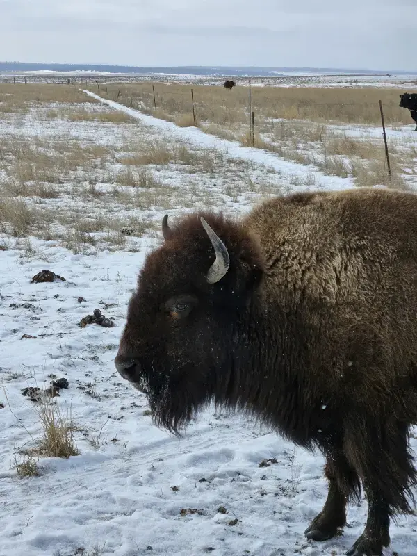 The Most Dangerous Creatures of the Black Hills